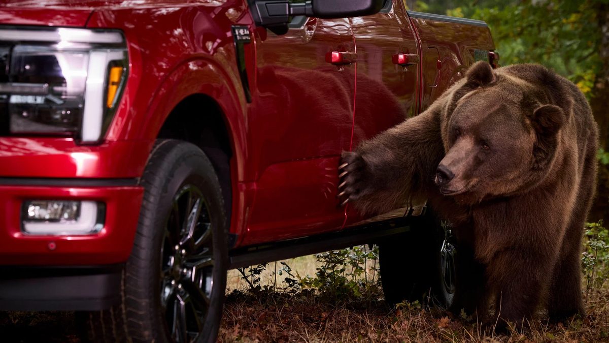 Ford hired an 800 lb bear to test F-150 security - photo 3