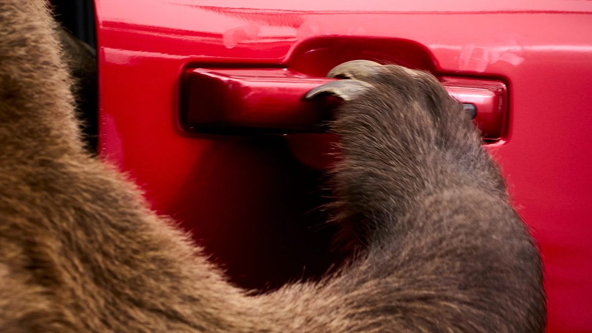 Ford hired an 800 lb bear to test F-150 security - photo 5