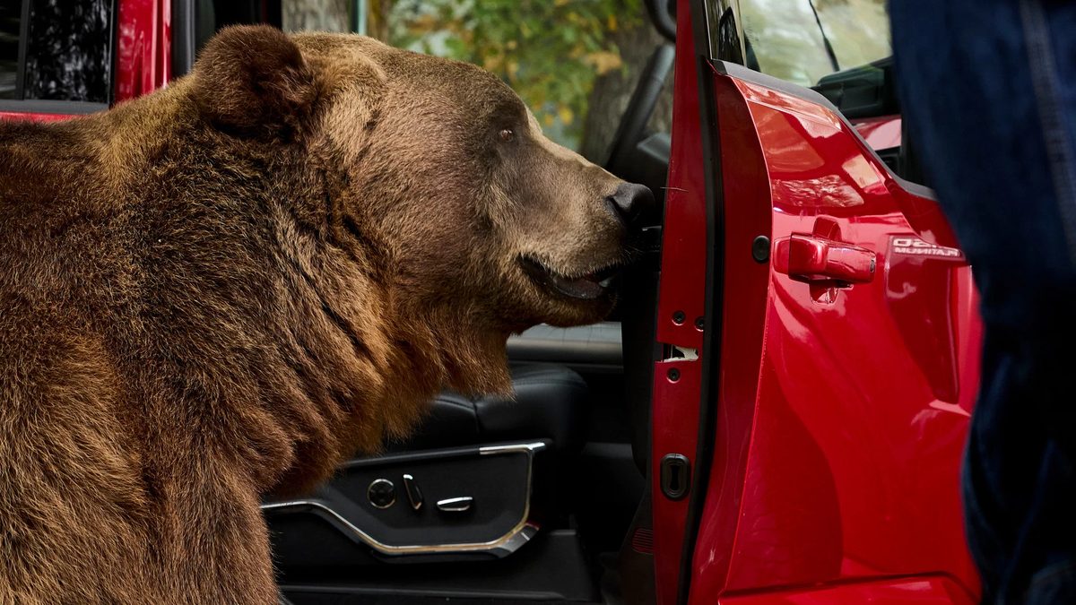 Ford hired an 800 lb bear to test F-150 security - photo 6