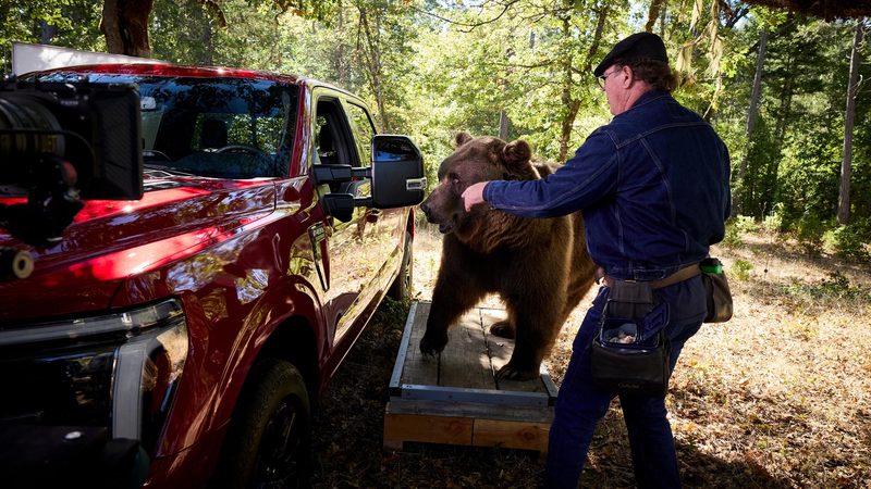 Ford hired an 800 lb bear to test F-150 security - photo 2