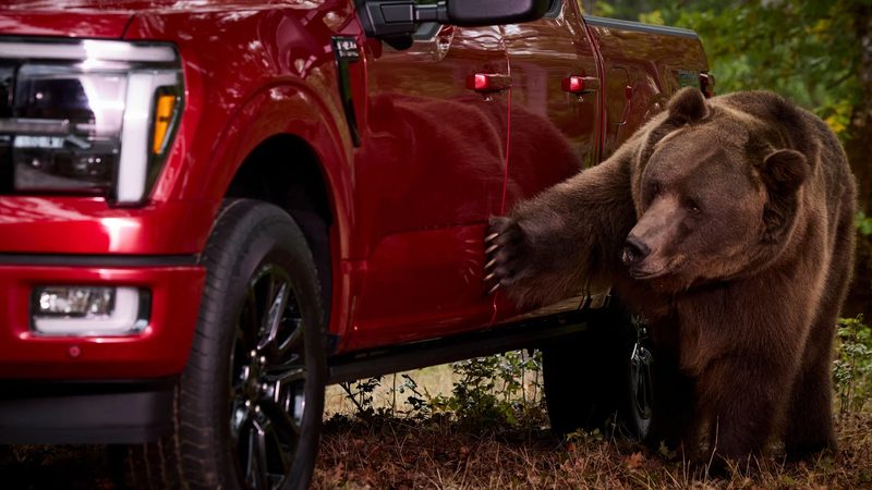 Ford hired an 800 lb bear to test F-150 security - photo 3