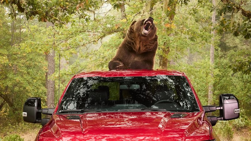 Ford hired an 800 lb bear to test F-150 security - photo 4